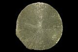 Pyrite Sun - Sparta, Illinois #137901-1
